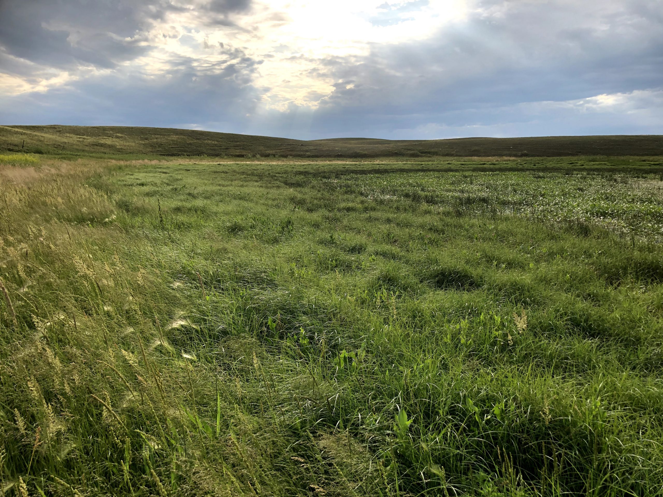 Proposed Grassland Conversion in MD Taber