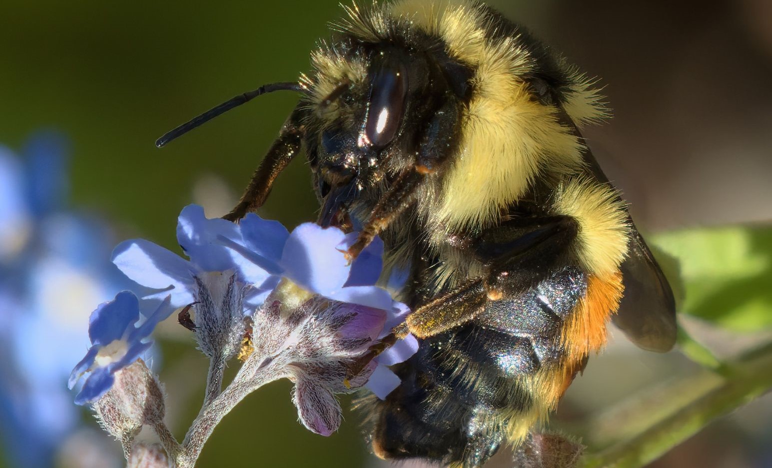 May 15, 2024 – Nurturing Alberta’s Native Bees, The Alberta Native Bee Council’s Approach to Conservation