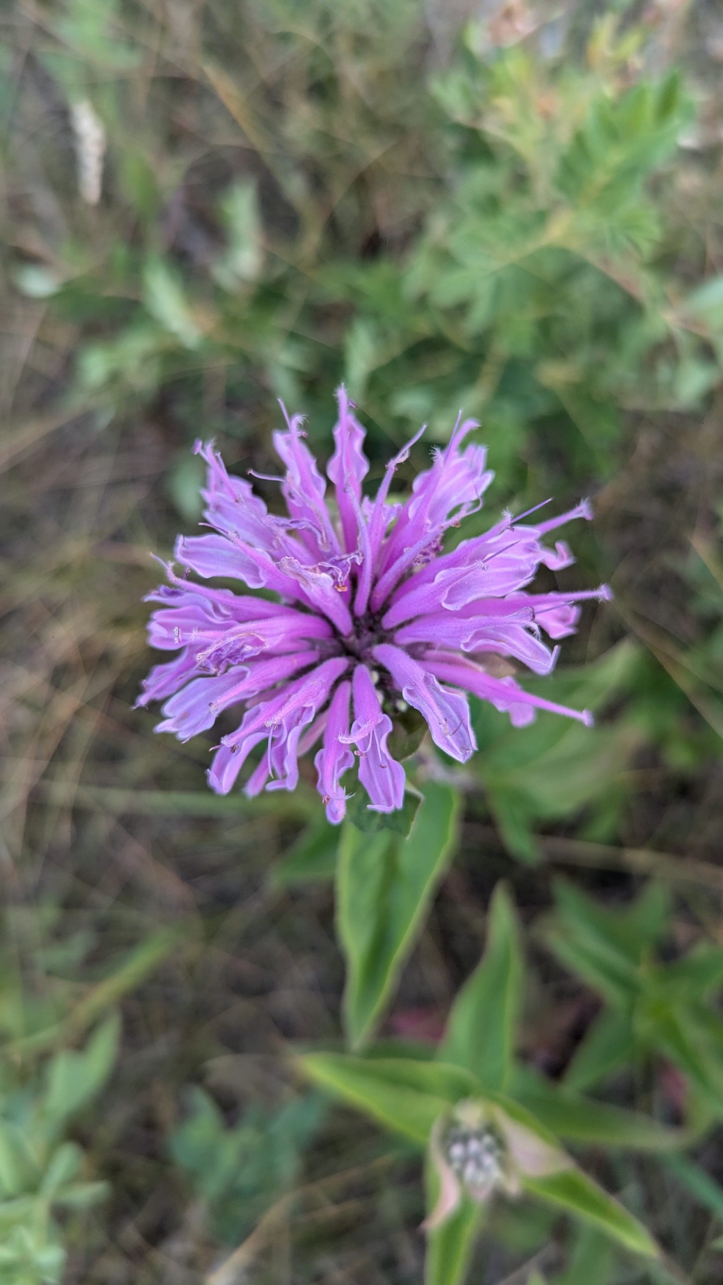 Combating Ecological Risks with Native Plants