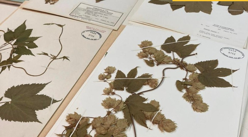 February 1, 2025 – Calgary Plant Study Group