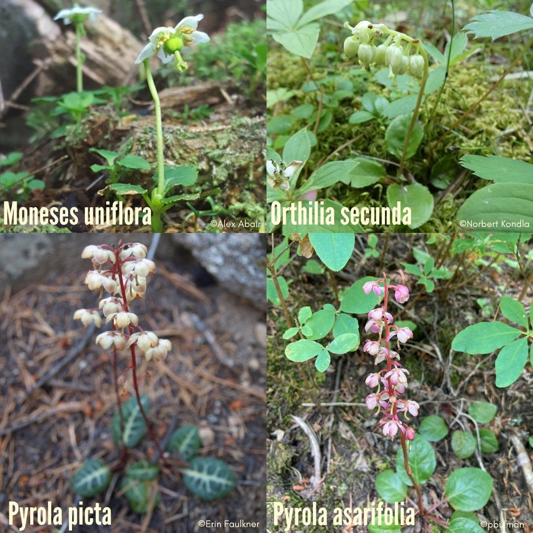 October 4, 2025 – Calgary Plant Study Group