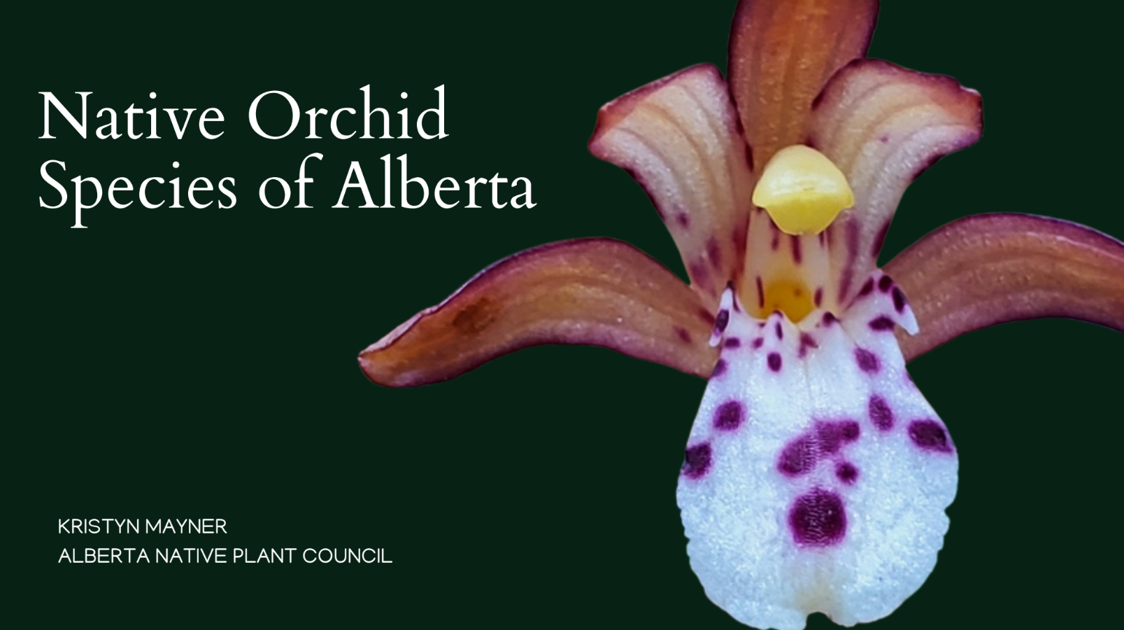 Native Orchid Species of Alberta Presentation