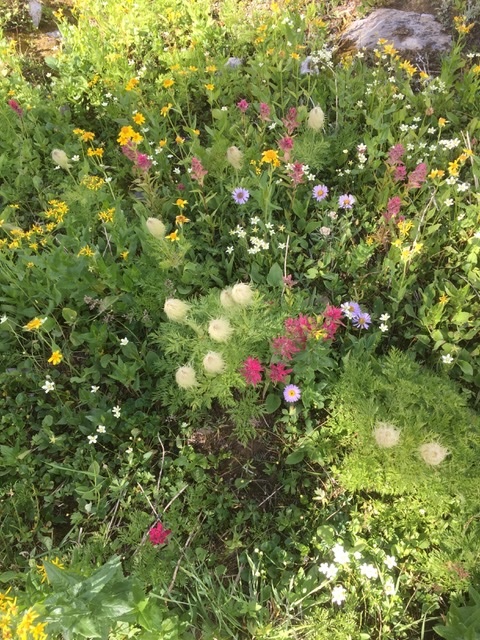 February 7th, 2026 – Calgary Plant Study Group