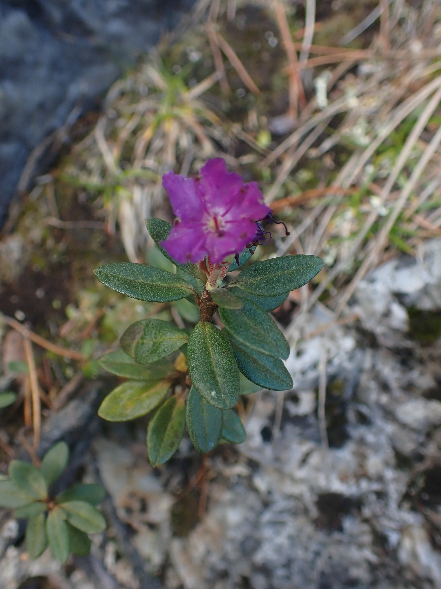 Rare Plants within Coal Leases of the Eastern Slopes of Alberta