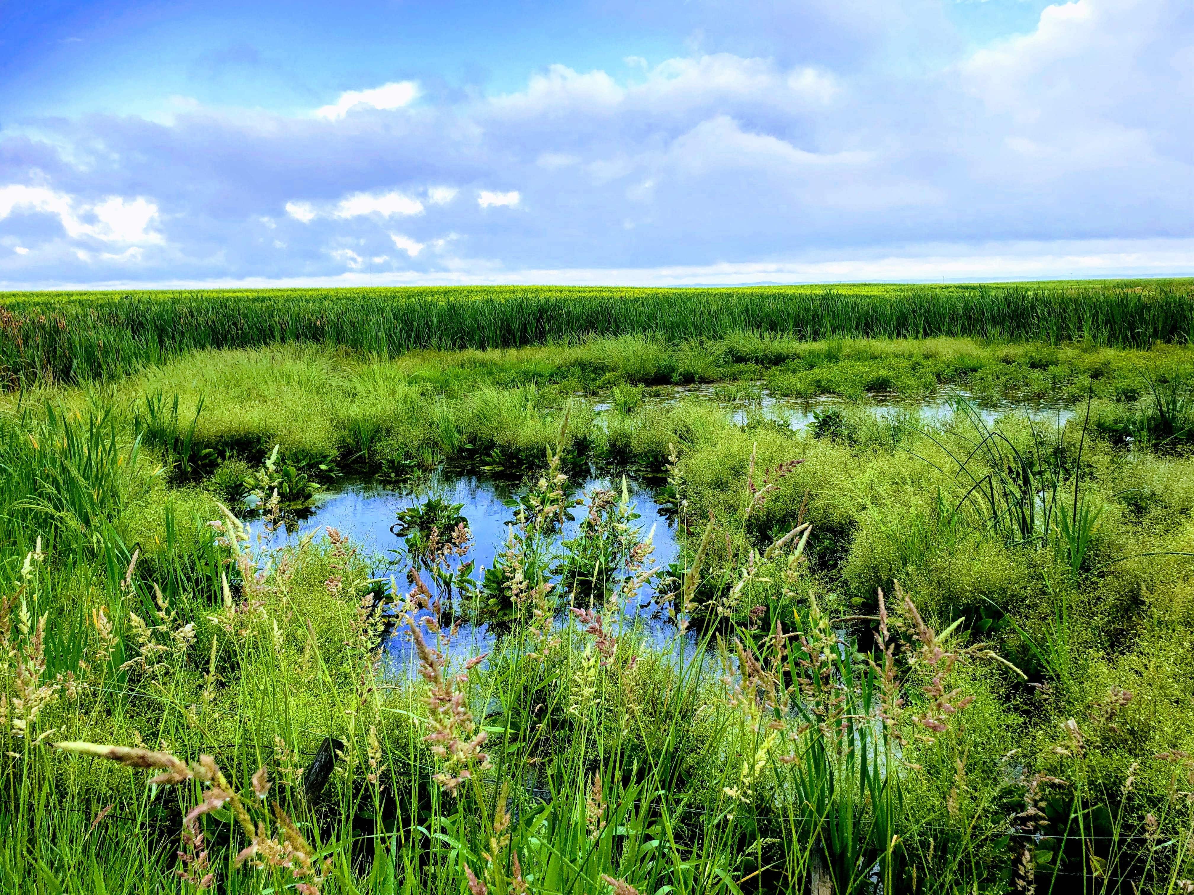 Undervaluing Prairie Wetlands Allows Continued Losses through Alberta Water Act and Wetland Policy Amendments